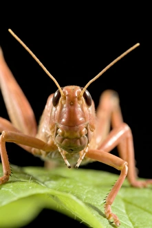 Insect Fauna Prints: Desert locust