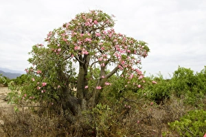 African Desert Plant Prints: Desert Ros