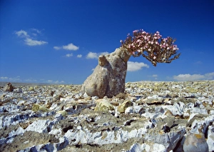Print of Desert Rose Tree in Rocky Landscape