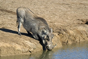 Warthogs In South Africa Prints: Desert warthog