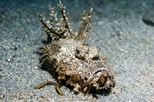 Tropical Ocean Creatures Prints: Devilfish on sand