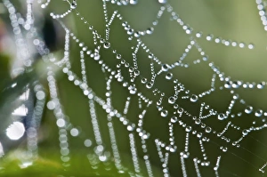 Prints of Dew drops on a spiders web. Dew consists of droplets of condensation that form on exposed surfaces in the early morning and late evening Images Dated 2010 March: Dew drops on a spider's web Print