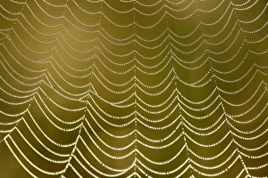 Dew Drops On Spider Web Prints: Dew on a spider web