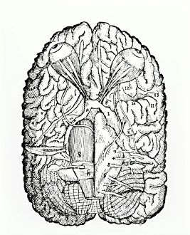 Diagram of base of brain with optic nerves, 1573 Diagram of base of brain with optic nerves, 1573