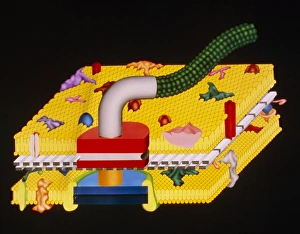 Diagram of cell wall & flagellum of Gram- bacteria Diagram of cell wall & flagellum of Gram- bacteria