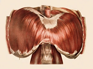 Prints of Diaphragm, historical anatomical artwork. This view shows the upper surface of the diaphragm, the dome-shaped muscle at the bottom of the thoracic cavity Images Dated 2006 October: Diaphragm Print