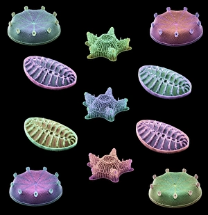 Coloured Scanning Electron Micrographs Prints: Diatom algae, SEMs