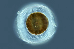 Marine Plankton Images Prints: Diatom, light micrograph C014 / 4677