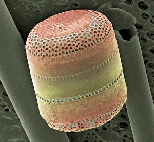 Images Dated 4th May 2004: SEM Print of Coscinodiscus Diatom