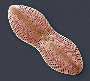 Diatom Print, SEM Image of Diploneis sp