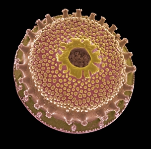 SEM Diatom Print