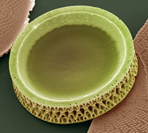 Silica-encased Diatom Print