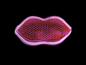 SEM Diatom Print, coloured scanning electron micrograph