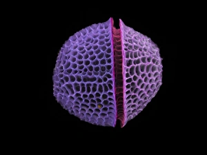 SEM Diatom Print, coloured scanning electron micrograph