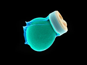 Glassy Diatom Frustule Print