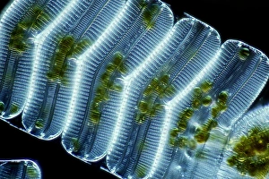 Light Microscopy Images Prints: Diatoms, light micrograph C014 / 4674