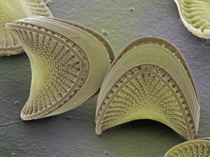 Images Dated 12th March 2002: SEM Diatom Print, 6x7cm