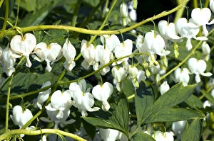Bleeding Heart Flower Prints: Dicentra specabilis Alba
