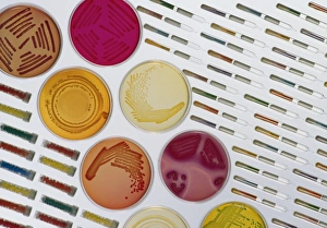 Different media used to store or grow bacteria Different media used to store or grow bacteria