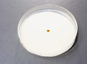 Petri Dish Experiment Prints: Diffusion in agar