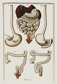 Prints of Digestive system. Artwork from Bartolomeo Eustachis Tabulae anatomicae, published in 1714. Figures I and III show the stomach and oesophagus in isolation from front and back Images Dated 2007 January: Digestive system print, 1714