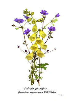 Digitalis Grandiflora Prints: Digitalis and Geranium