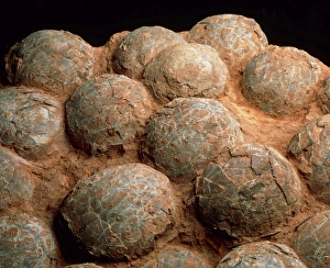 Dinosaur Egg Print