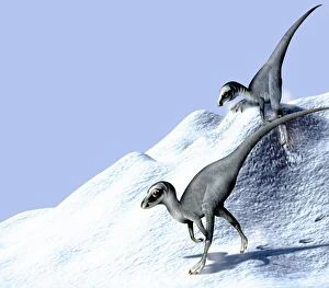 Images Dated 17th May 2000: Dinosaurs in snow