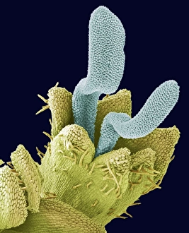 Scanning Electron Micrograph Of Flowers Prints: Disc floret, SEM