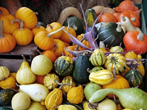 Squash Varieties Prints: Display of squashes and pumpkins