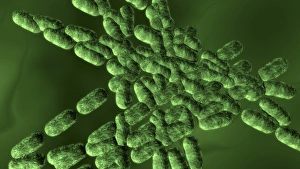 Images Dated 31st January 2012: Bacteria Dividing Print