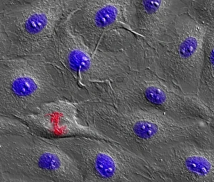 Cell Division Prints: Dividing cell
