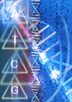 DNA Structure Prints: DNA