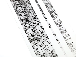 DNA Autoradiogram Prints: DNA autoradiogram