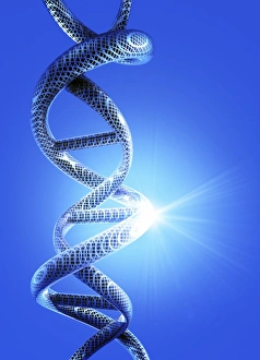 Double Helix Model Prints: DNA helical structure, artwork