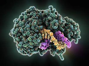Molecular Model Of DNA Prints: DNA helicase molecule