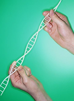 Double Helix Structure Prints: DNA helix