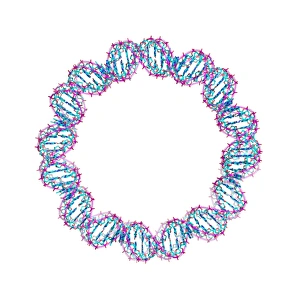 DNA Molecular Structure Prints: DNA loop, molecular model
