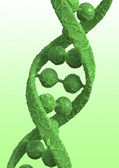 DNA Structure Prints: DNA molecular structure, artwork
