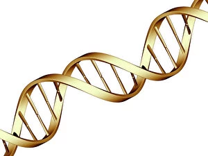 Images Dated 16th August 2006: DNA molecule