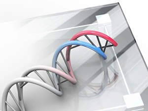 Computer Artwork Of DNA Prints: DNA molecule, artwork C013 / 9977