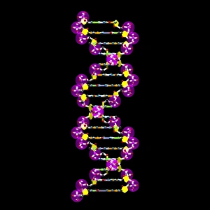 DNA Molecule Structure Prints: DNA molecule, artwork C016 / 8499