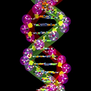 DNA Molecule Structure Prints: DNA molecule, artwork C016 / 8501