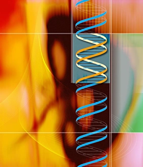 DNA Structure Prints: DNA