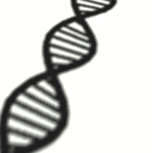 DNA Double Helix Prints: DNA molecule shadow