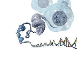 Double Helix Structure Prints: DNA packaging, artwork
