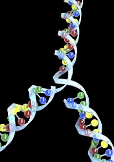Double Helix Structure Prints: DNA replication