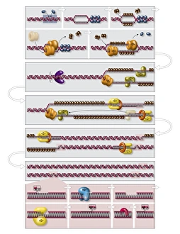 DNA Molecule Structure Prints: DNA replication process, diagram