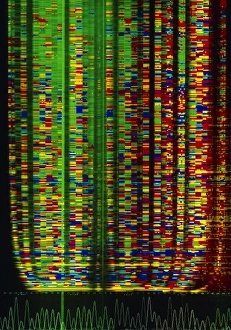 Genetic Code Prints: DNA sequence