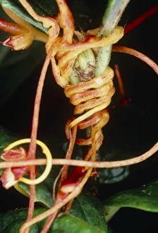 Dodder twining round host stem Dodder twining round host stem